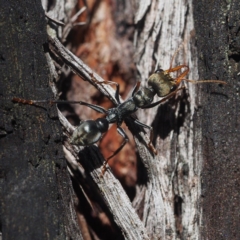 Myrmecia sp., pilosula-group at Acton, ACT - 4 Nov 2017 03:21 PM