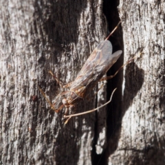 Miridae (family) (Unidentified plant bug) at Black Mountain - 4 Nov 2017 by David