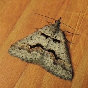 Dichromodes atrosignata at Greenway, ACT - 22 Oct 2017