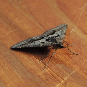 Dichromodes atrosignata at Greenway, ACT - 22 Oct 2017