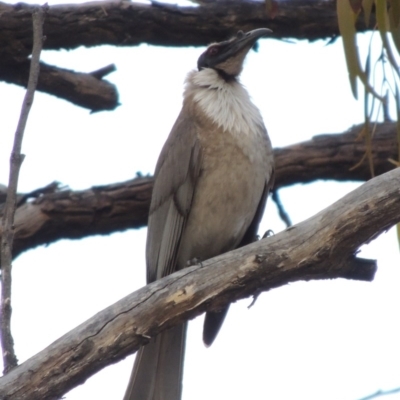 Philemon corniculatus (Noisy Friarbird) at Tuggeranong Hill - 24 Oct 2017 by michaelb