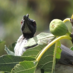 Philemon corniculatus at Conder, ACT - 1 Mar 2015