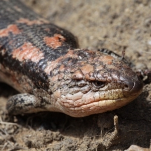 Tiliqua nigrolutea at Mount Clear, ACT - 29 Oct 2017 02:30 PM