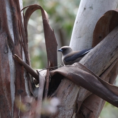 Artamus cyanopterus cyanopterus (Dusky Woodswallow) at Booth, ACT - 29 Oct 2017 by HarveyPerkins