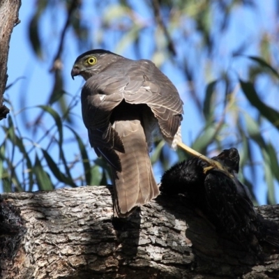 Tachyspiza cirrocephala (Collared Sparrowhawk) at Booth, ACT - 29 Oct 2017 by HarveyPerkins