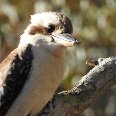 Dacelo novaeguineae (Laughing Kookaburra) at Watson, ACT - 3 Nov 2017 by Qwerty