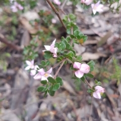 Boronia algida (Alpine Boronia) at Michelago, NSW - 2 Nov 2017 by Lesleyishiyama