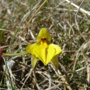 Diuris subalpina at Cotter River, ACT - suppressed