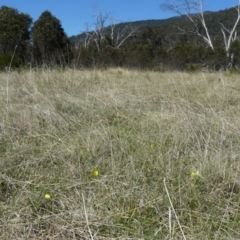 Diuris subalpina at Cotter River, ACT - suppressed