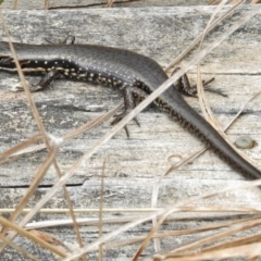 Eulamprus tympanum (Southern Water Skink) at Booth, ACT - 2 Nov 2017 by JohnBundock