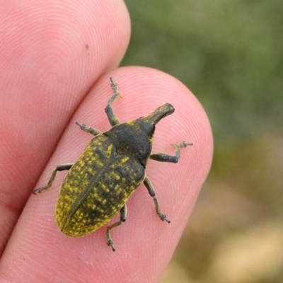 Larinus latus (Onopordum seed weevil) at Googong, NSW - 3 Nov 2017 by Jek