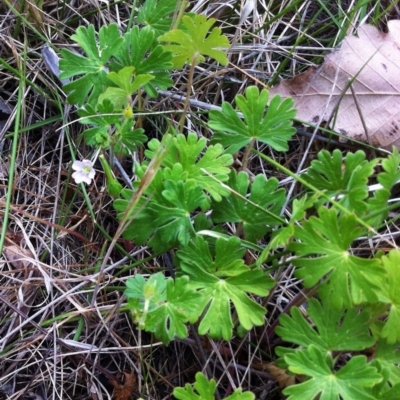 Geranium solanderi (Native Geranium) at Garran, ACT - 31 Oct 2017 by ruthkerruish