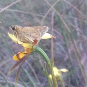 Trapezites luteus at Belconnen, ACT - 3 Nov 2017 07:34 PM