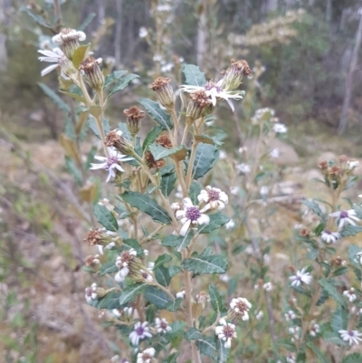 Olearia montana at Tinderry, NSW - 3 Nov 2017 by Lesleyishiyama