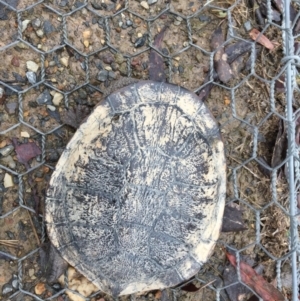 Chelodina longicollis at Gungahlin, ACT - 6 Nov 2017 04:15 PM