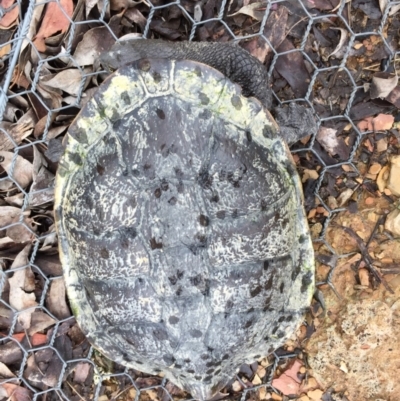 Chelodina longicollis (Eastern Long-necked Turtle) at Gungahlin, ACT - 6 Nov 2017 by CedricBear