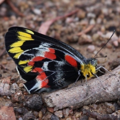 Delias harpalyce (Imperial Jezebel) at Kambah, ACT - 28 Oct 2017 by HarveyPerkins