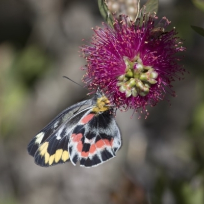 Delias harpalyce (Imperial Jezebel) at Michelago, NSW - 4 Nov 2017 by Illilanga