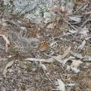 Junonia villida at Michelago, NSW - 3 Nov 2017