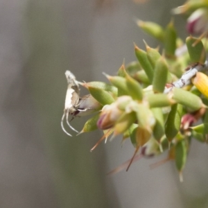 Plutella xylostella at Michelago, NSW - 3 Nov 2017