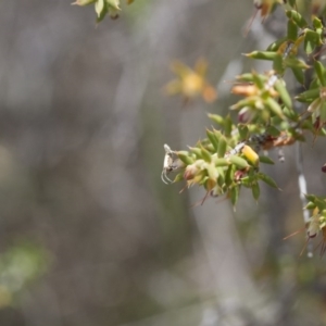 Plutella xylostella at Michelago, NSW - 3 Nov 2017