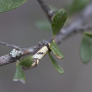 Olbonoma triptycha at Michelago, NSW - 3 Nov 2017