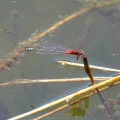 Xanthagrion erythroneurum (Red & Blue Damsel) at Burra, NSW - 26 Nov 2016 by roymcd