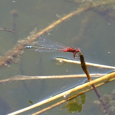 Xanthagrion erythroneurum (Red & Blue Damsel) at Burra, NSW - 26 Nov 2016 by roymcd