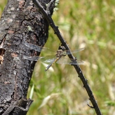 Hemicordulia tau (Tau Emerald) at Burra, NSW - 26 Nov 2016 by roymcd