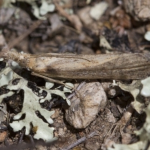 Faveria tritalis at Michelago, NSW - 3 Nov 2017