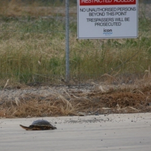 Chelodina longicollis at Fyshwick Sewerage Treatment Plant - 13 Nov 2016 06:42 PM