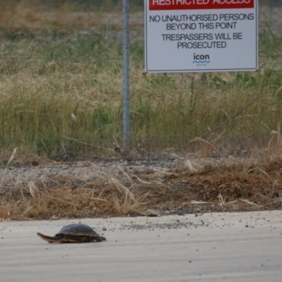 Chelodina longicollis (Eastern Long-necked Turtle) at Fyshwick Sewerage Treatment Plant - 13 Nov 2016 by roymcd