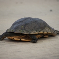 Chelodina longicollis at Fyshwick Sewerage Treatment Plant - 13 Nov 2016 06:42 PM