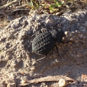 Nyctozoilus reticulatus at Red Hill, ACT - 3 Jan 2017