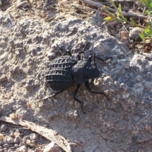 Nyctozoilus reticulatus at Red Hill, ACT - 3 Jan 2017