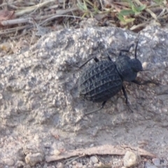 Nyctozoilus reticulatus at Red Hill, ACT - 3 Jan 2017