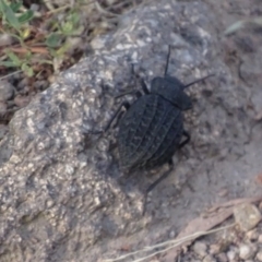 Nyctozoilus reticulatus at Red Hill, ACT - 3 Jan 2017