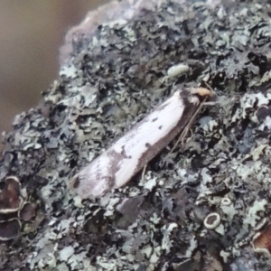 Philobota lysizona at Conder, ACT - 24 Oct 2017 07:16 PM