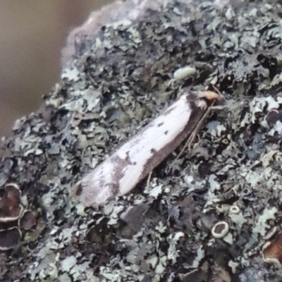 Philobota lysizona (A concealer moth) at Rob Roy Range - 24 Oct 2017 by MichaelBedingfield