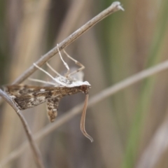 Nacoleia rhoeoalis (Spilomelinae) at Michelago, NSW - 1 Nov 2017 by Illilanga