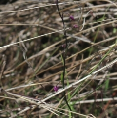 Arthropodium minus (Small Vanilla Lily) at Gundaroo, NSW - 5 Nov 2017 by MaartjeSevenster