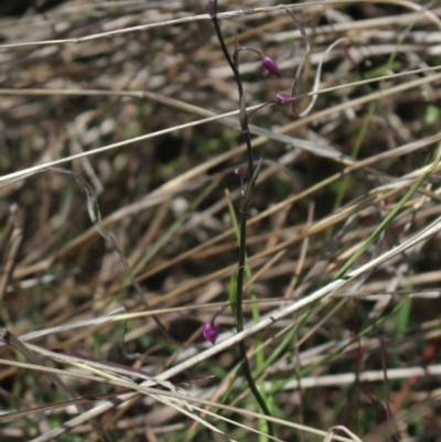 Arthropodium minus (Small Vanilla Lily) at Mcleods Creek Res (Gundaroo) - 5 Nov 2017 by MaartjeSevenster