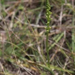 Microtis sp. (Onion Orchid) at Gundaroo, NSW - 5 Nov 2017 by MaartjeSevenster