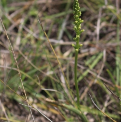 Microtis sp. (Onion Orchid) at Mcleods Creek Res (Gundaroo) - 5 Nov 2017 by MaartjeSevenster