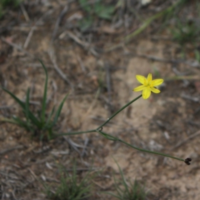 Tricoryne elatior (Yellow Rush Lily) at Gundaroo, NSW - 5 Nov 2017 by MaartjeSevenster