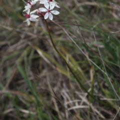 Burchardia umbellata (Milkmaids) at Gundaroo, NSW - 5 Nov 2017 by MaartjeSevenster