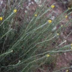 Chrysocephalum semipapposum (Clustered Everlasting) at Gundaroo, NSW - 5 Nov 2017 by MaartjeSevenster