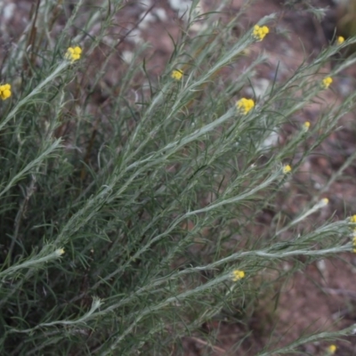 Chrysocephalum semipapposum (Clustered Everlasting) at Mcleods Creek Res (Gundaroo) - 5 Nov 2017 by MaartjeSevenster