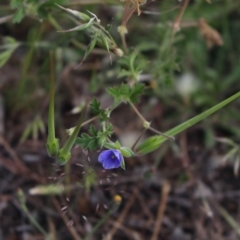 Erodium crinitum (Native Crowfoot) at Gundaroo, NSW - 5 Nov 2017 by MaartjeSevenster