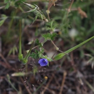 Erodium crinitum at Gundaroo, NSW - 5 Nov 2017